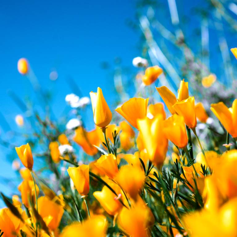 Elbers Landscape Service, Inc.